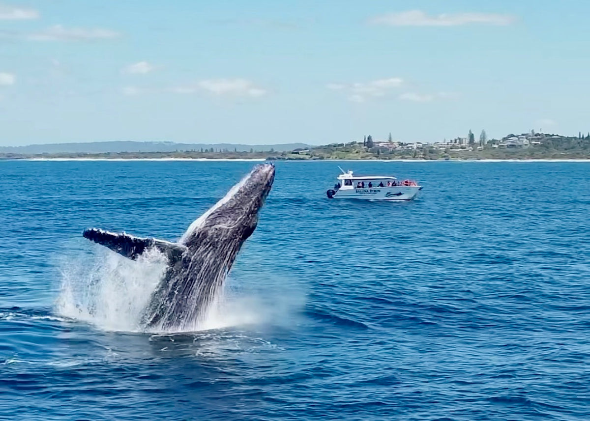 Ballina Byron Marine Adventures whale watching encounter